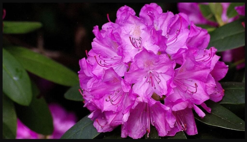 rhododendron