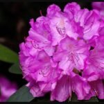 rhododendron