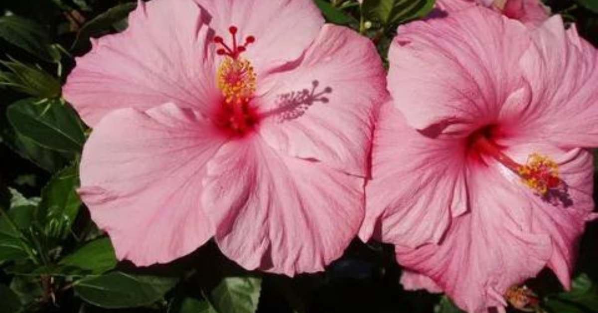 hibiskus